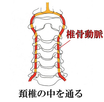 頸椎.jpg